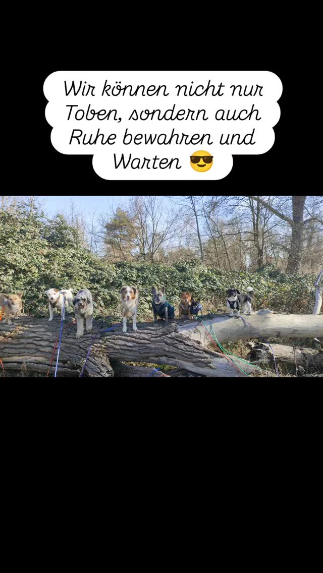 Und man wieder eine Einheit "Bleib" in der Gruppe 😎✌️😍
Die Knutschkugeln haben alle eine Fleißbiene ins Muttiheft bekommen.

#meintierfreundleipzig #gassiserviceleipzig #dogwalkingleipzig #dogwalkerleipzig #hundebetreuungleipzig #hundesitterleipzig #hundetraining #hundetrainerleipzig #dackel #dachshund #spitz #aussie #mischling #parsonrussellterrier #chihuahua